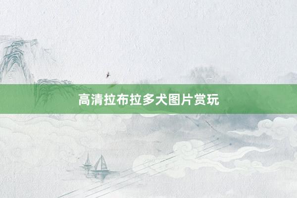 高清拉布拉多犬图片赏玩